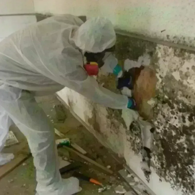 Mold Remediation and Removal in Heppner, OR